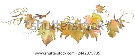 Watercolor grape branch with leaves. Isolated clip art. Hand painted watercolor illustration.