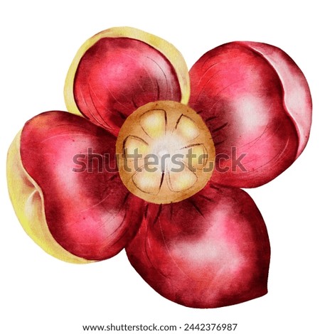 Mangosteen flower in watercolor. Clip art isolated on white background. Botanical illustration of tropical fruit blossom. Hand drawn illustration for fruit shop tags or labels design