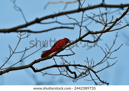 Northern Cardinal sitting in a tree