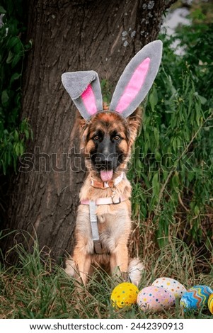 Cute Easter dog with bunny ears and Easter eggs on natural background