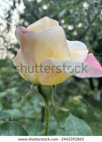 A white shaded Rose picture.. white rose represents peace , a simple but very elegant small bud will turn into a beautiful flower soon.