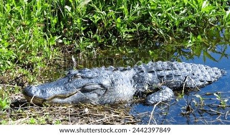 A very heavy Alligator getting some Florida sun in a large lake.