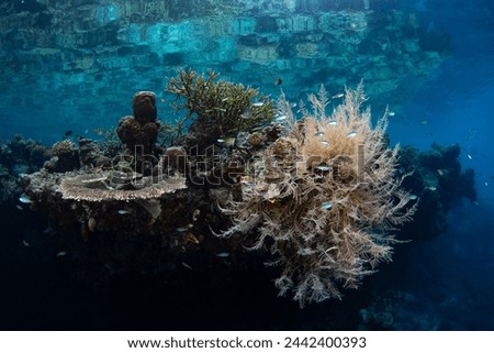 Cnidarians compete for space to grow on a shallow, biodiverse reef in Raja Ampat, Indonesia. This tropical region is known as the heart of the Coral Triangle due to its incredible marine biodiversity.