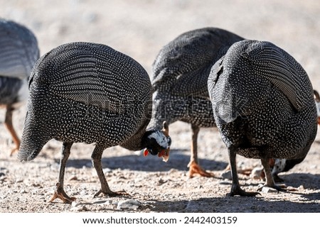 beautiful helmeted guinea fowl in natural conditions on a sunny spring day in Kenya Royalty-Free Stock Photo #2442403159