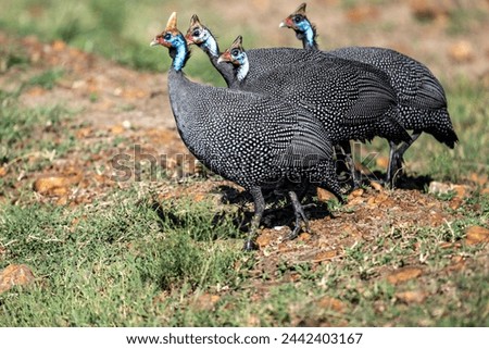 beautiful helmeted guinea fowl in natural conditions on a sunny spring day in Kenya Royalty-Free Stock Photo #2442403167