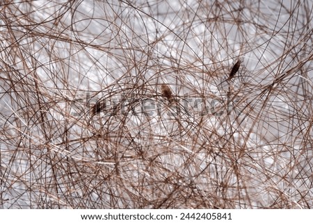 Close-up of head lice and nits on brown human hair, Anoplura, Medical conditions, Personal hygiene, Children's health, Parasites