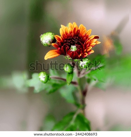 Close Up Image  Flower On Green Leaf  Background Wallpaper Photo JPEG 