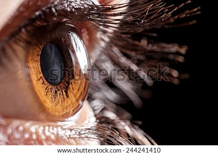macro eye brown Royalty-Free Stock Photo #244241410