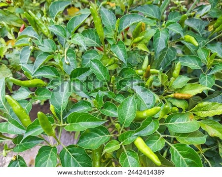 Bird's eye chili growing on green branches, vegetable plantation in front of the house