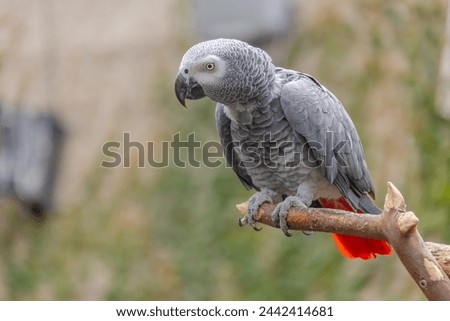  A grey parrot, an Old World parrot in the family Psittacidae. Royalty-Free Stock Photo #2442414681
