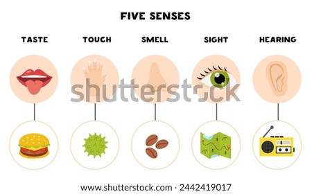 Five senses organs, vector illustration. Sight hearing taste touch smell. Vector poster.