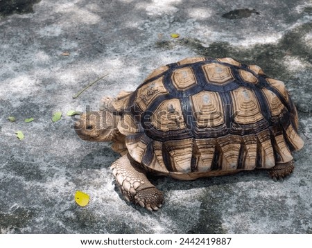 old brown turtle in the zoo	
