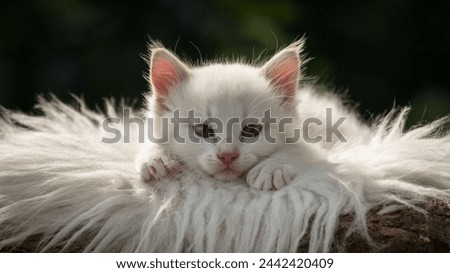 Photo of cute cat shoot with different style in isolated studio background