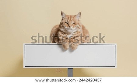 Photo of cute cat shoot with different style in isolated studio background