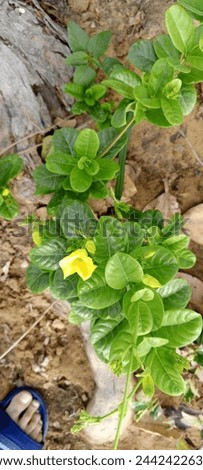 Nestled amidst a rugged landscape of stones and rocky terrain, this resilient plant defies the odds, thriving in an environment seemingly inhospitable to life. Royalty-Free Stock Photo #2442422631