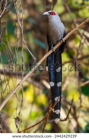 A green-billed malkoha (Phaenicophaeus tristis) is standing on a branch in a tropical forest, Thailand Royalty-Free Stock Photo #2442429239