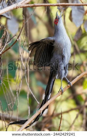 A green-billed malkoha (Phaenicophaeus tristis) perched on a branch eating a moth, Thailand Royalty-Free Stock Photo #2442429241