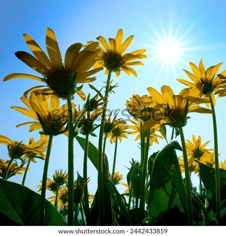 Many yellow wild flowers wildflowers with blue sky and sun sunshine sunbeams sunburst