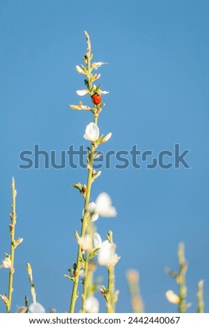 A ladybug perched on a plant with white flowers, spring picture, real vertical photo.