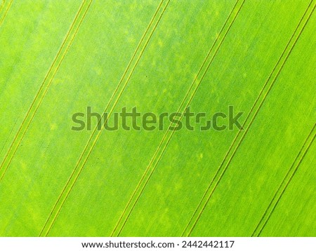 An aerial view of vibrant green fields showcasing the harmony between nature and human-made linear patterns. The image captures the lush greenery in an undefined location, reflecting the beauty of Royalty-Free Stock Photo #2442442117