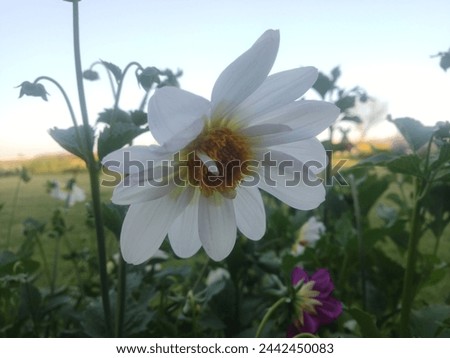 A white flower is in focus with a field of blurry flowers and plants in the background.

