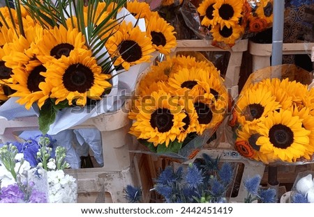 Sunflowers and other flowers wrapped for sale Royalty-Free Stock Photo #2442451419