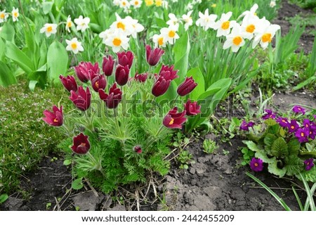 A close-up on a beautiful spring flower bed with Pulsatilla vulgaris, the pasqueflower,  Primula veris, daffodil and creeping phlox. Royalty-Free Stock Photo #2442455209