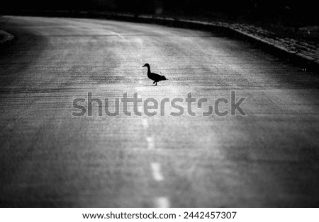 silhouette duck crossing the asphalt road