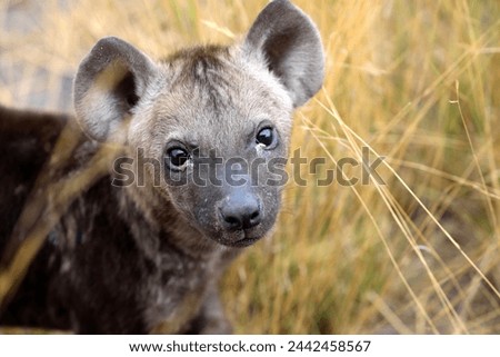 Hyena cub outside den in Botswana