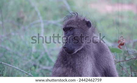 This picture of a baboon was taken in the Kruger National Park. This baboon is a dad of four children. This is a close-up shot taken, with a blurred out background.
