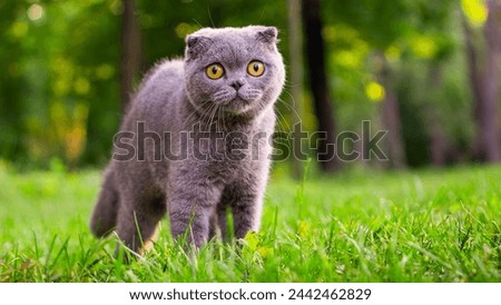 Plaid Paws: Scottish Tabby Cat Relaxing on the Lawn Royalty-Free Stock Photo #2442462829