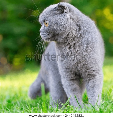Tartan Tranquility: Scottish Tabby Cat in the Park Royalty-Free Stock Photo #2442462831
