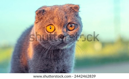 Highland Majesty: The Scottish Tabby Cat's Domain Royalty-Free Stock Photo #2442462839