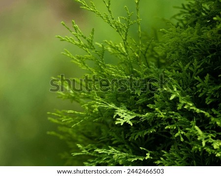 Thuja branches close-up. Thuja branch background
