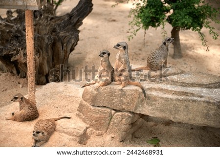 Meerkats' Oasis in the Heart of the Zoo. Enchanting Meerkats. Meerkat: Whimsical Moments in the Wilderness. Exploring the Savanna Landscape. Playful Meerkats in the African Sun. Guardians of the