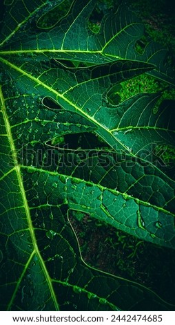 image with natural green and red textures, for backgrounds, arts and various themes.