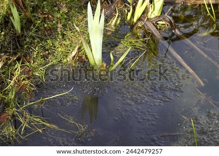 Frogspawn of the common frog (Rana temporaria). In a pond. Waterfront with iris, grass. Dutch garden. Spring, March, Netherlands                                  Royalty-Free Stock Photo #2442479257
