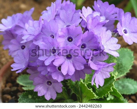 Purple flowers of Primula marginata El Bolton Royalty-Free Stock Photo #2442482263