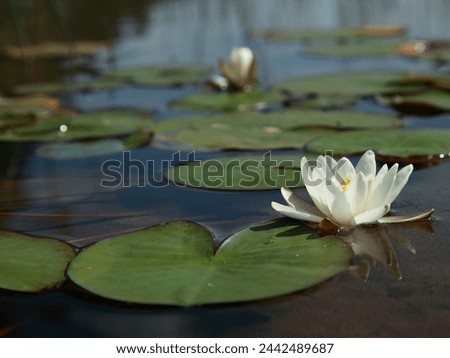 Beautiful White Lotus. White Lotus Flower Or Water Lily Floating On The Water Royalty-Free Stock Photo #2442489687