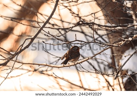 Bird in the Sun on a tree