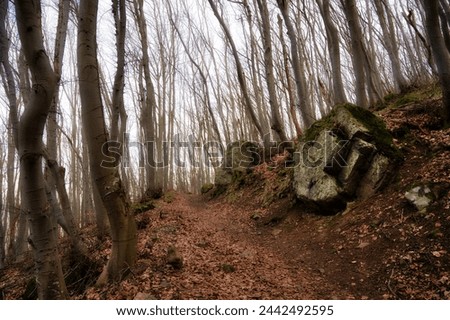 Moody Landscape Picture Of Mountain Path