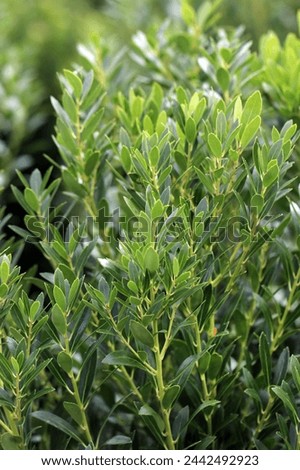 The evergreen foliage of 'Shamrock' inkberry (Ilex glabra 'Shamrock') Royalty-Free Stock Photo #2442492923