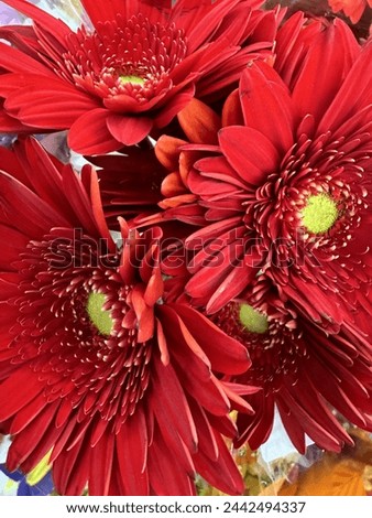 Beautiful red flowers bouquet image