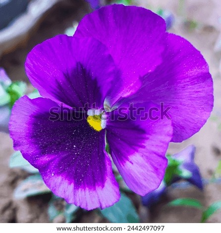 single purple beautiful pansy flower captured with macro shot. garden pansy flower