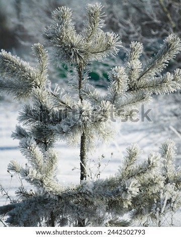 a small pine tree covered with frost