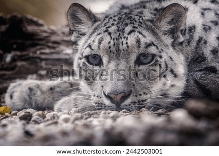 Snow leopard (Panthera uncia), a majestic and elusive big cat species found in the rugged mountain ranges of Central Asia. 
