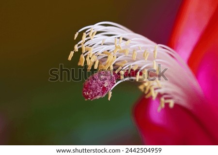 Closeup of a Christmas Cactus flower in bloom