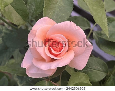 Beautiful rose picture for wallpaper