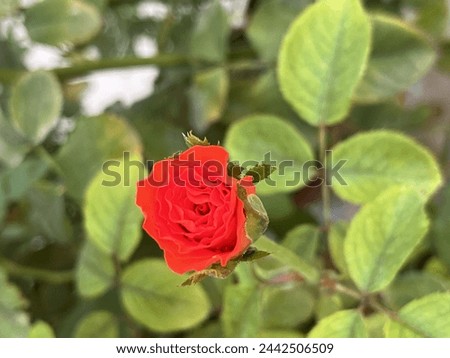 Beautiful rose picture for wallpaper