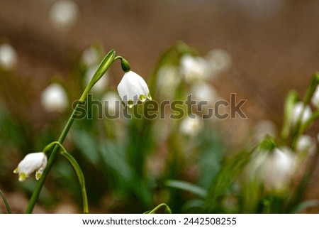 macro of a single spring snowflake wildflower in a forest